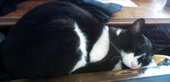 Chat valenciennes